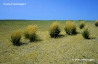 Cespugli di Patagonia 16-12-03